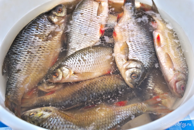 Как приготовить воблу или рецепт вяленой рыбы Краснопёрку замачиваем в холодной воде перед тем, как приготовить из неё воблу