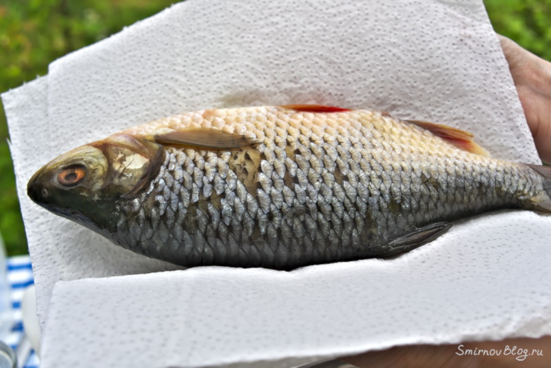 Как приготовить воблу или рецепт вяленой рыбы Красноперка азовская из которой готовим воблу