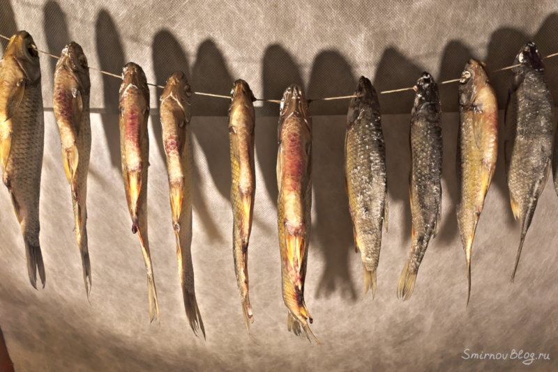 Как приготовить воблу или рецепт вяленой рыбы Как приготовить вяленую рыбу в домашних условиях