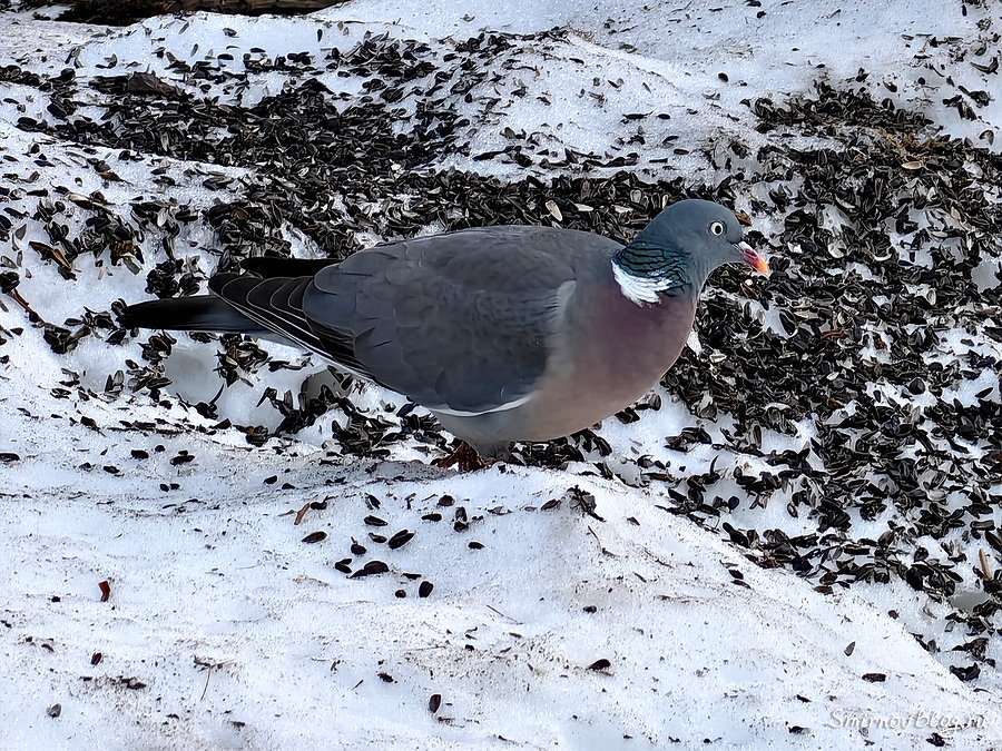 Дикий лесной голубь, вяхирь, он же Витютень