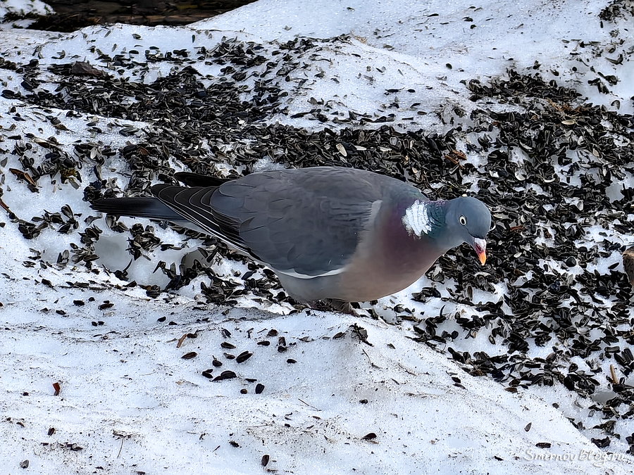 Дикий лесной голубь (Вяхирь, Витютень) ест семечки