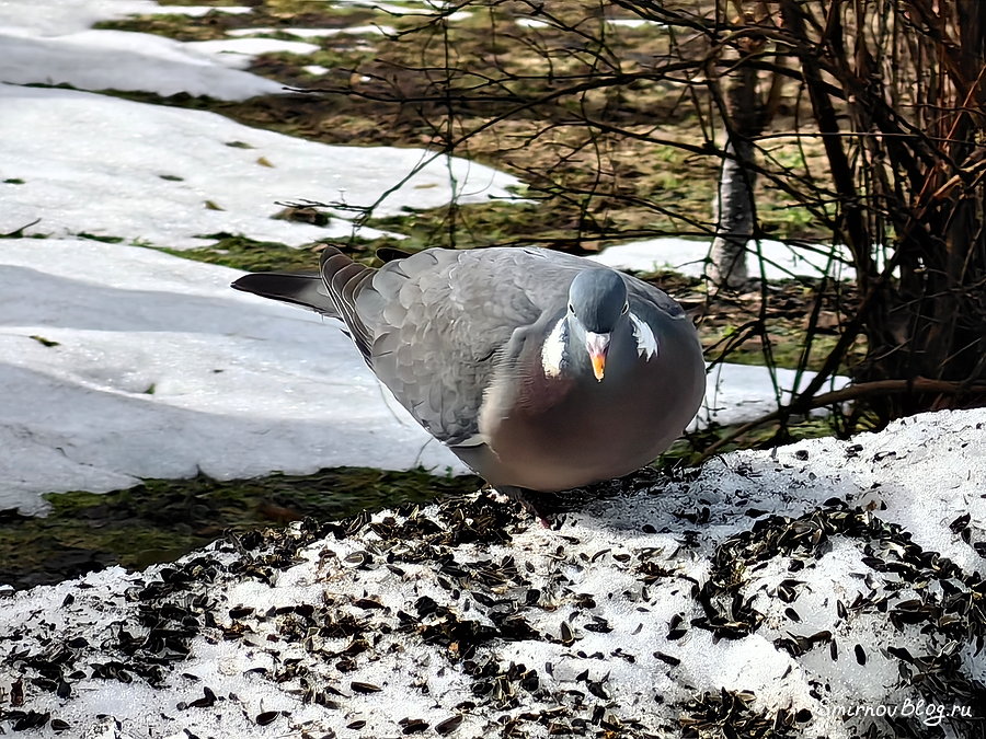 Вяхирь (Витютень) питается, в том числе, и семечками