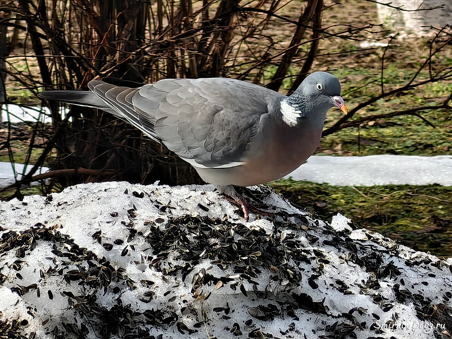 Вяхирь (Витютень) несколько лет прилетает на кормушку в Подмосковье