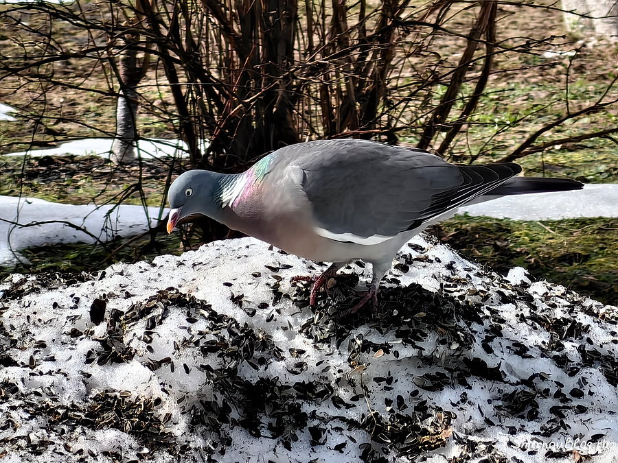 Дикий лесной голубь (Вяхирь, Витютень) ест семечки