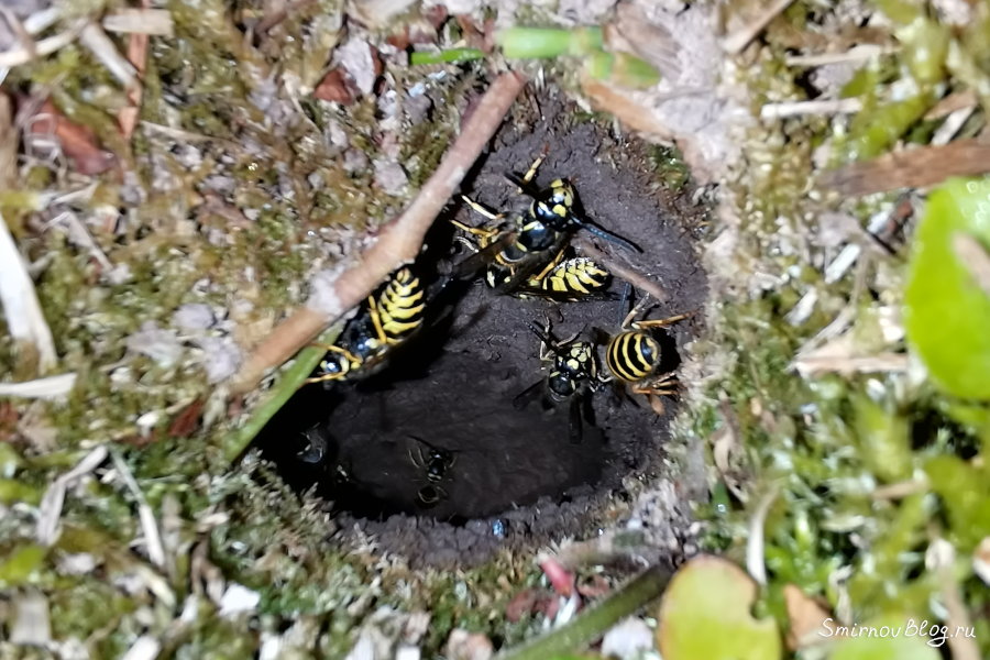 Как бороться с земляными осами