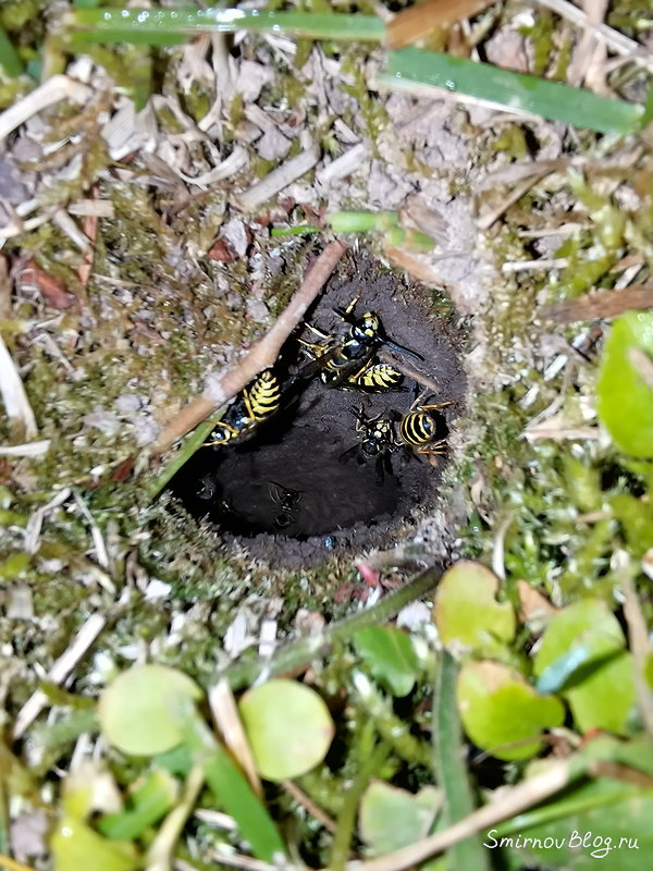 Как избавиться от земляных ос на участке Осиное гнездо в земле