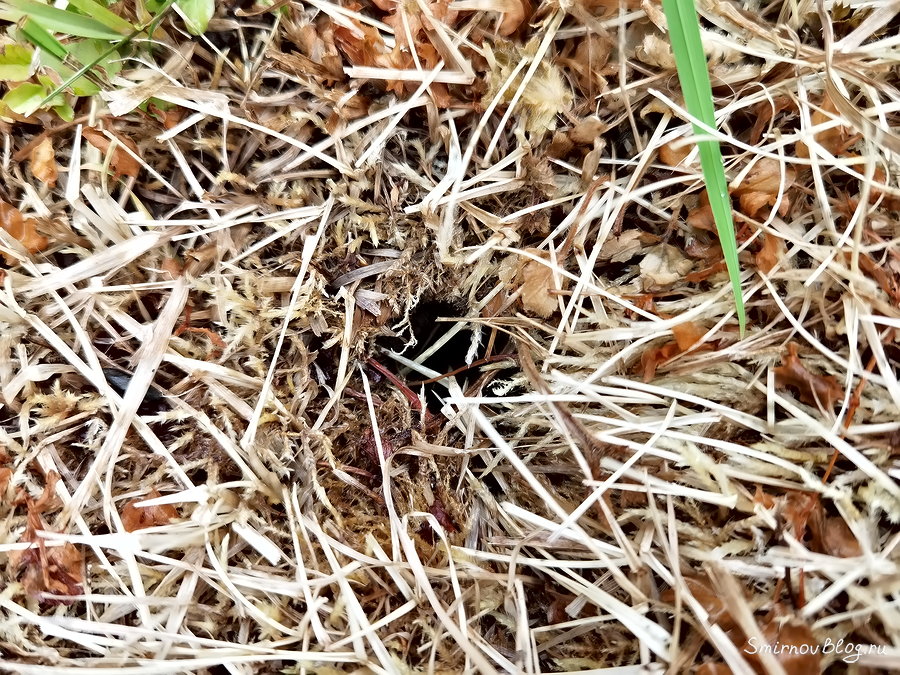 Как избавиться от земляных ос Разорённое осиное гнездо в земле