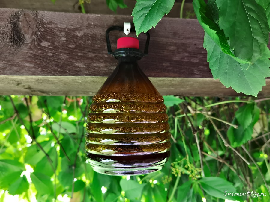 Как бороться с земляными осами Ловушка для ос