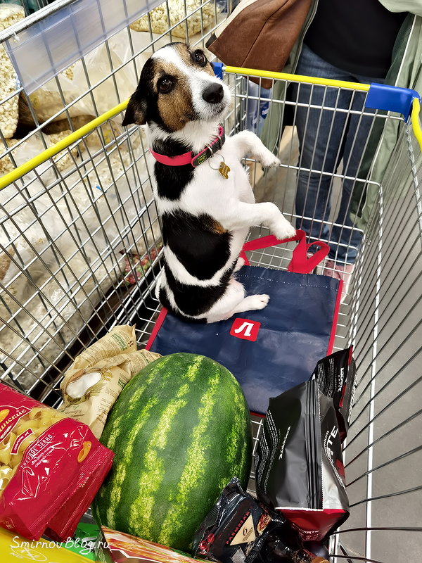 Джек Рассел Терьер Собака восстановилась после укусов ос