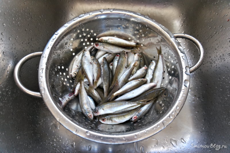 Жареная хамса или маленькие жареные рыбки. Рецепт Хамса промытая водой