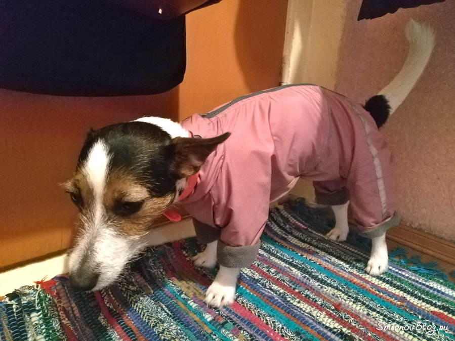 Собака — актриса