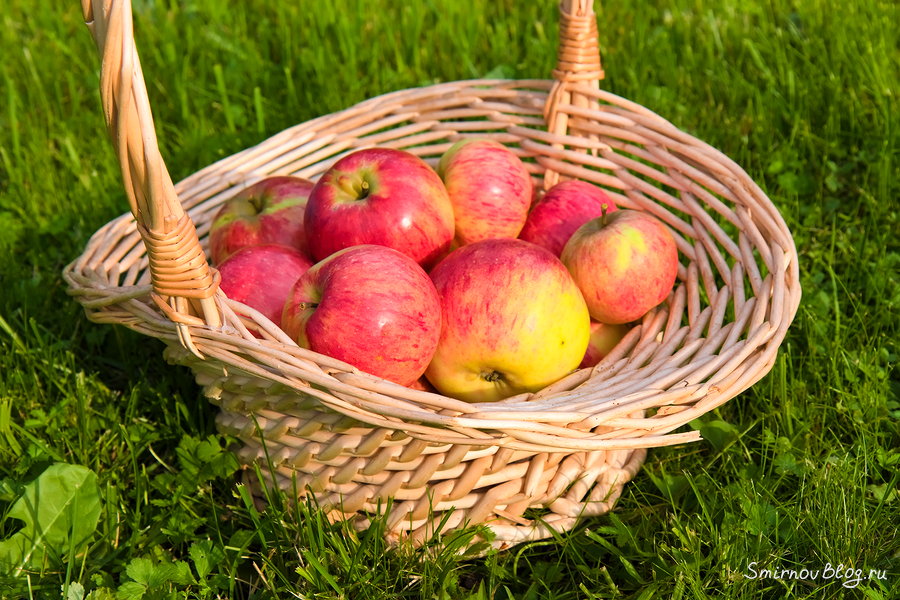 Рецепт вкусной яблочной шарлотки Румяные спелые яблоки в корзине