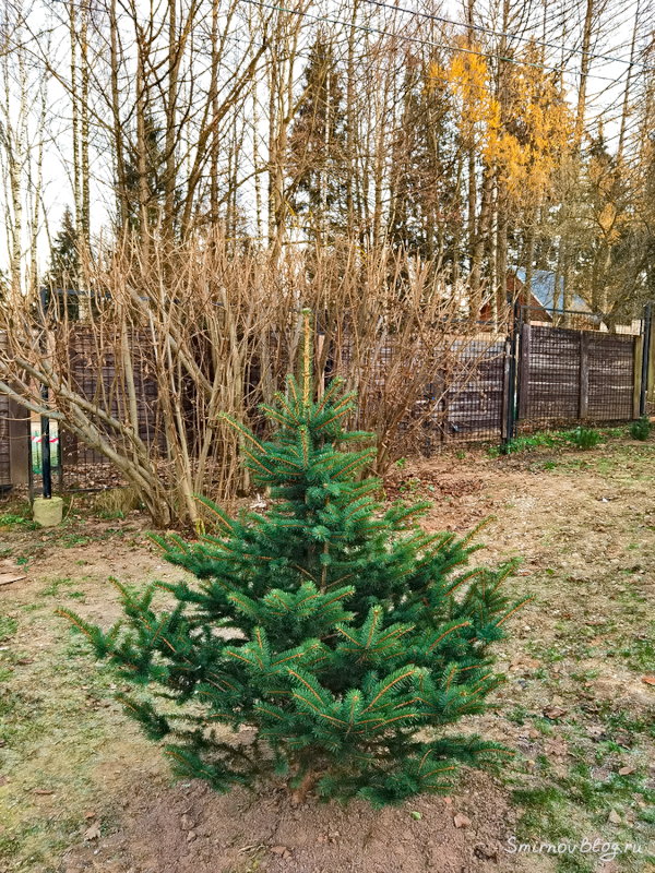 Почему нельзя сажать елку на своем участке? Что за суеверия?