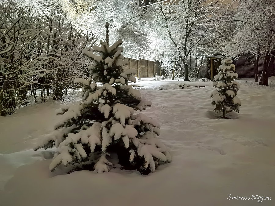 Почему нельзя сажать ёлки на участке, что ещё за приметы?