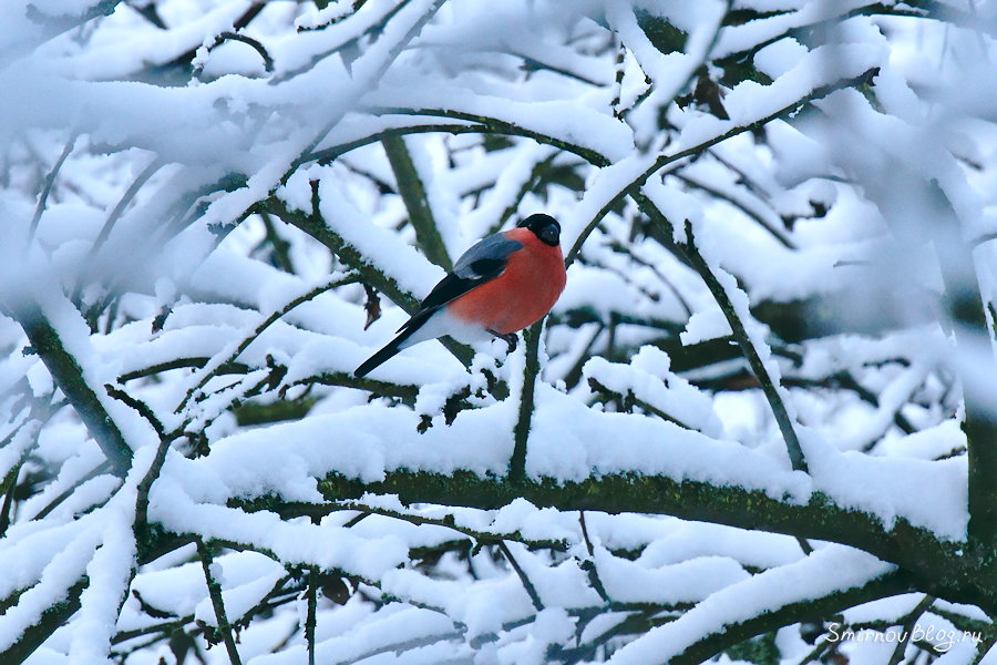 Неудавшаяся фотоохота Снегирь на ветке зимой