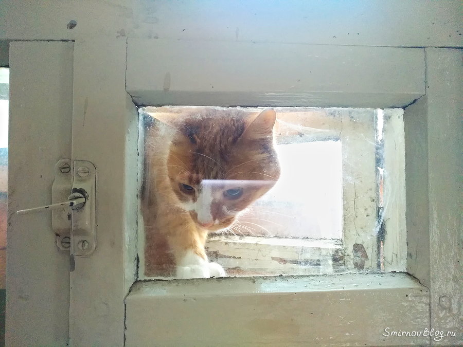 Кот залез в дом через форточку
