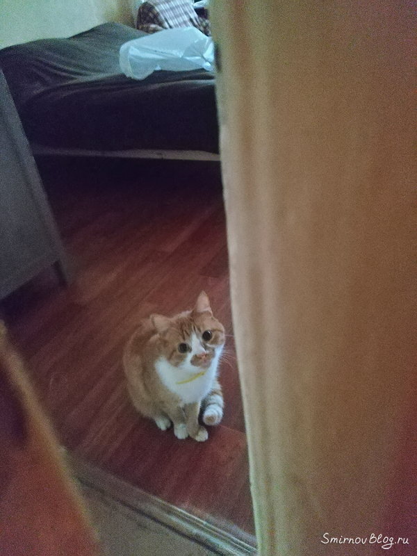 Чужой рыжий кот в доме