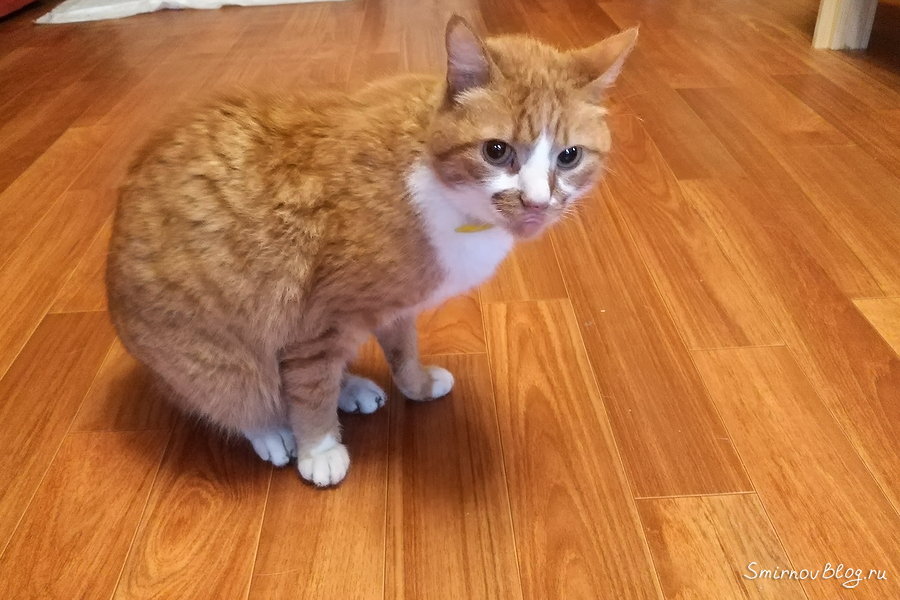 Чужой рыжий кот в доме