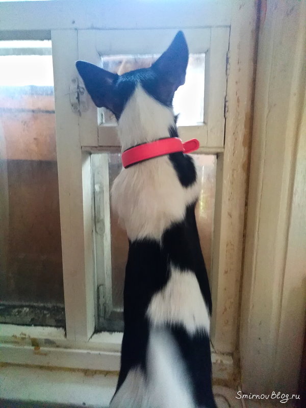 Собака не пускает в дом чужого кота