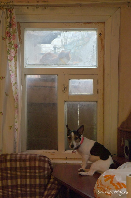 Собака не пускает в дом чужого кота