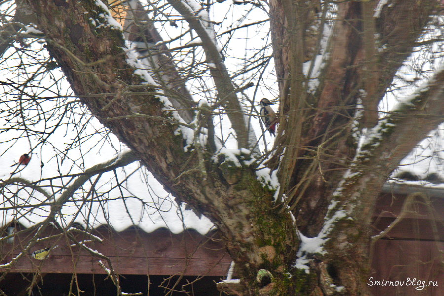 Снегири прилетели На яблоне сидит дятел, снегирь и лазоревка