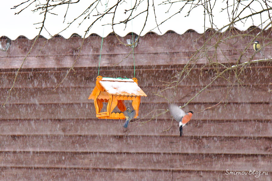 Снегири прилетели Летящий снегирь и синица в кормушке