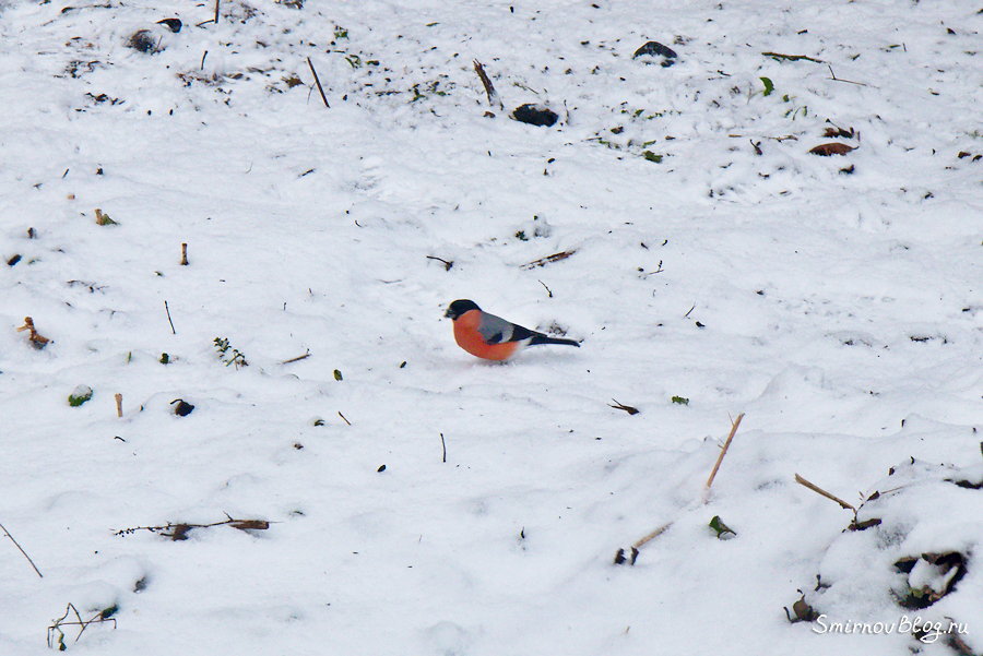 Снегири прилетели Снегирь на снегу