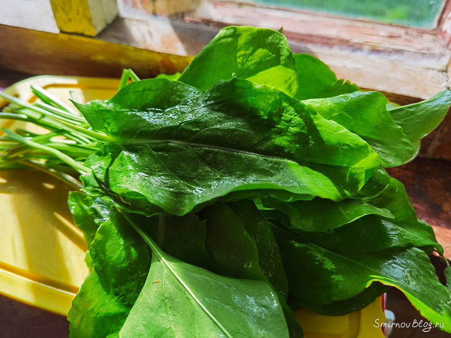 Щавель для щавелевого супа на курином бульоне