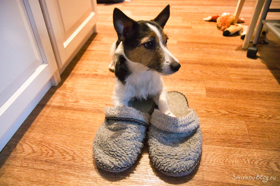 Шумные соседи снизу или «научите свою собаку не топать»