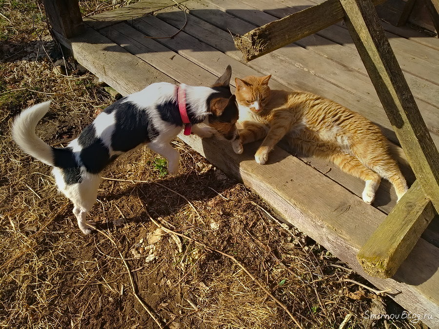 Самый терпеливый в мире кот Собака обнюхивает кота