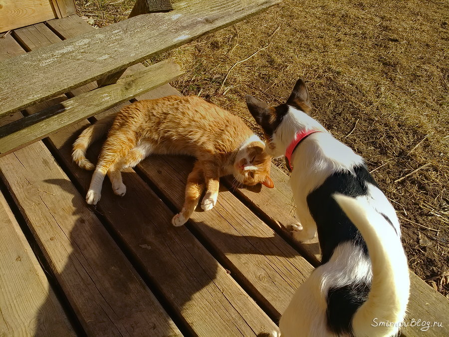 Самый терпеливый в мире кот Собака обнюхивает кота