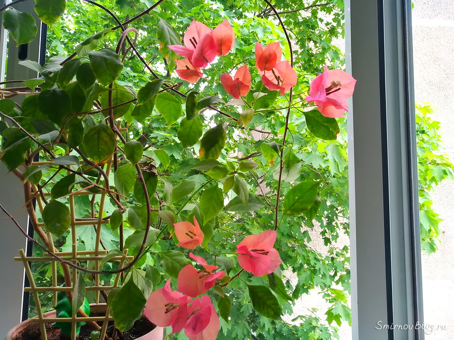 Удивительная бугенвиллея растёт у нас в горшке Бугенвиллея в Москве на балконе