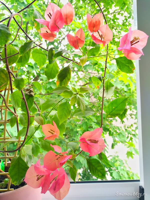 Удивительная бугенвиллея растёт у нас в горшке Цветущая бугенвиллея в горшке