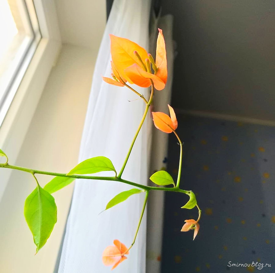 Удивительная бугенвиллея растёт у нас в горшке Цветущая бугенвиллея в квартире