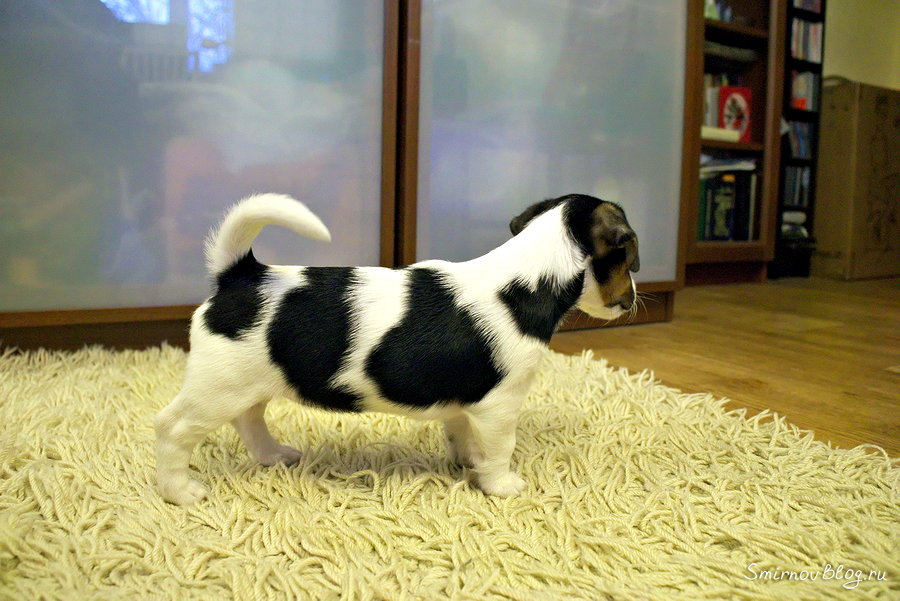 Щенок Джек Рассел Терьера осваивается на новом месте