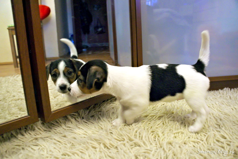 Щенок Джек Рассел терьера играет с зеркалом