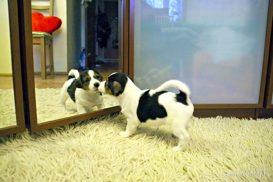Щенок Джек Рассел Терьера играет с отражением в зеркале