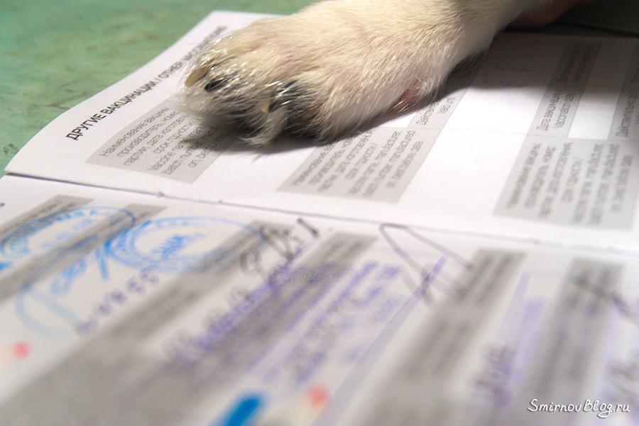 Где вакцинировать собаку, государственной или частной ветклинике