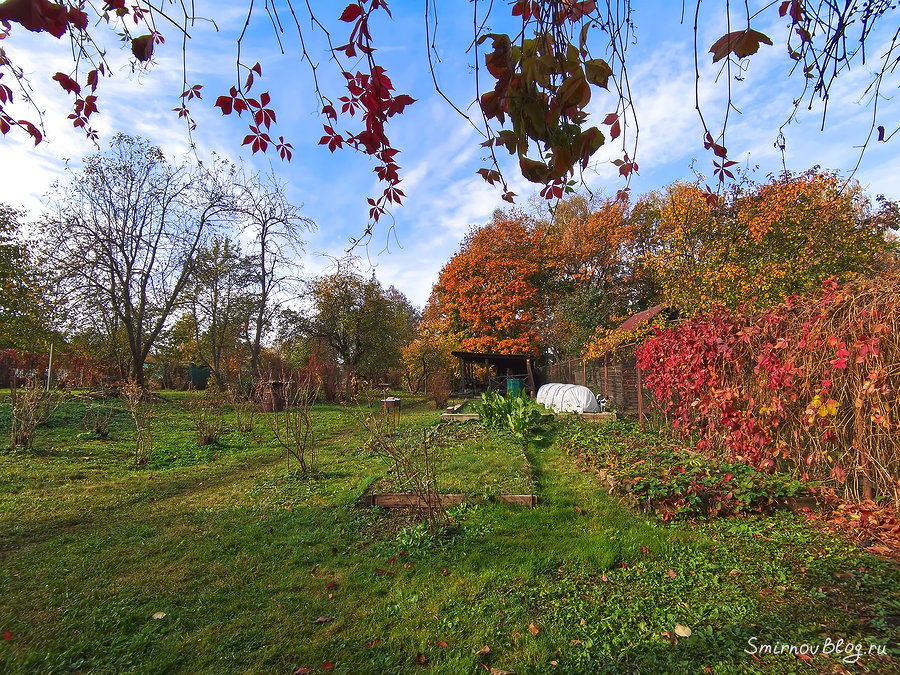 Положительный тест на коронавирус Коронавирус: Самоизоляция в Подмосковье