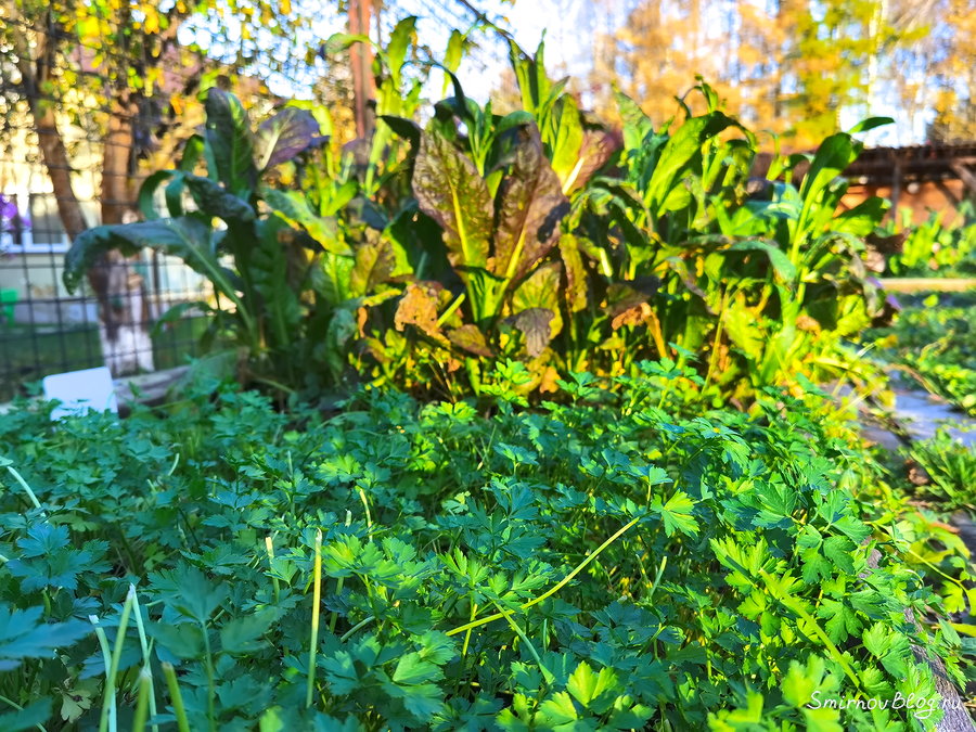Октябрьская зелень на огороде Урожай горчицы и петрушки в конце октября